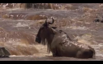 Crocodile Hunts Down Wildebeest In the Rapids | BBC Earth