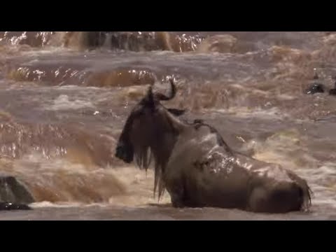 Crocodile Hunts Down Wildebeest In the Rapids | BBC Earth