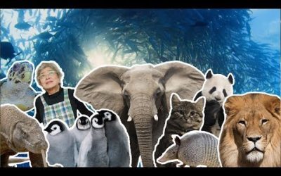 Best Moments of 2018 | BBC Earth