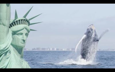 Humpback Whales Return To New York | Cities: Nature’s New Wild | BBC Earth