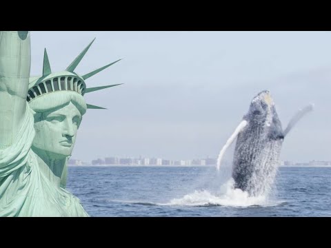 Humpback Whales Return To New York | Cities: Nature’s New Wild | BBC Earth