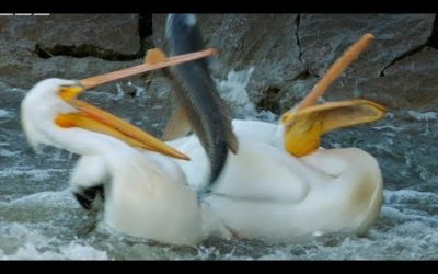 Pelican’s Fishing Fail | Earth’s Great Rivers | BBC Earth