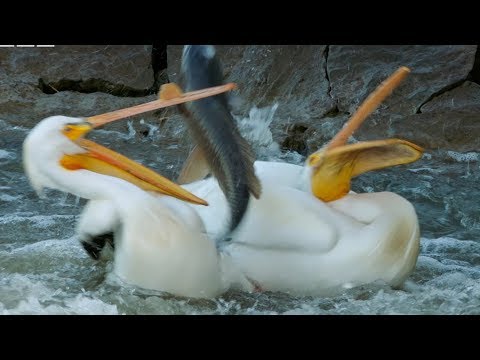 Pelican’s Fishing Fail | Earth’s Great Rivers | BBC Earth