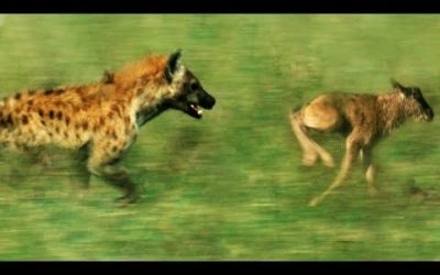 Hyena VS Newborn Wildebeest | BBC Earth