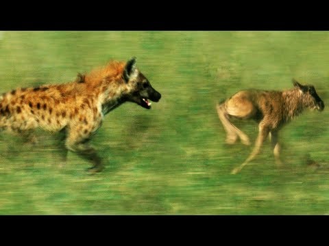 Hyena VS Newborn Wildebeest | BBC Earth