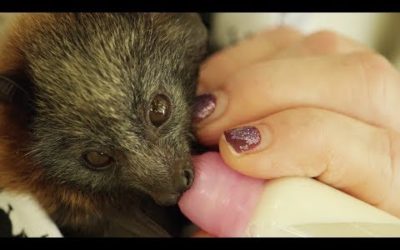 Baby Flying Foxes Rescued in the City | Cities: Nature’s New Wild | | BBC Earth