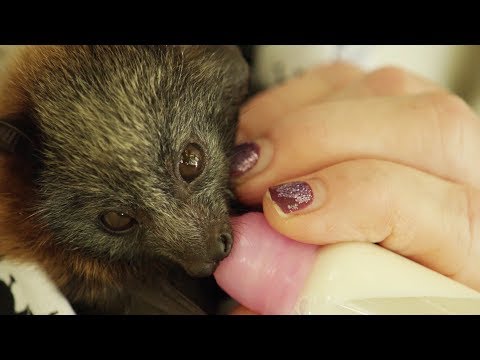 Baby Flying Foxes Rescued in the City | Cities: Nature’s New Wild | | BBC Earth
