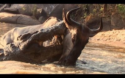 Crocodile Surprise Attacks Wildebeest | BBC Earth