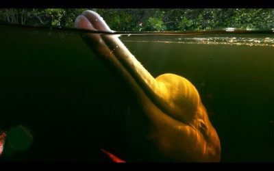Pink River Dolphins Of The Amazon Rainforest’s Hunting Secret | Earth’s Great Rivers | BBC Earth