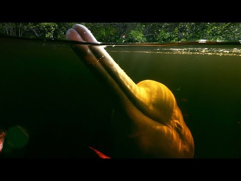 Pink River Dolphins Of The Amazon Rainforest’s Hunting Secret | Earth’s Great Rivers |  BBC Earth