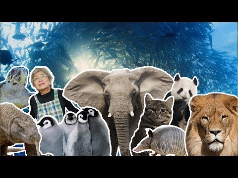 Best Moments of 2018 | BBC Earth
