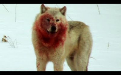 Wolf Pack Hunts Buffalo Herd | BBC Earth