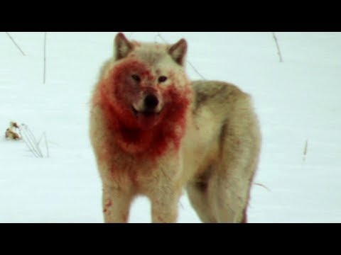 Wolf Pack Hunts Buffalo Herd | BBC Earth