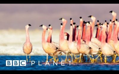 BBC Planet | Trailer | BBC Earth