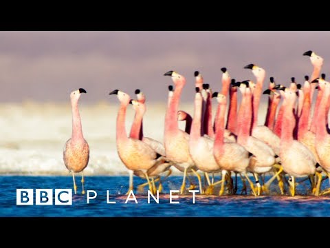 BBC Planet | Trailer | BBC Earth