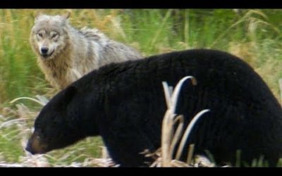 Wolf Protects Pups From a Bear | BBC Earth