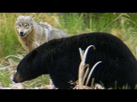 Wolf Protects Pups From a Bear | BBC Earth