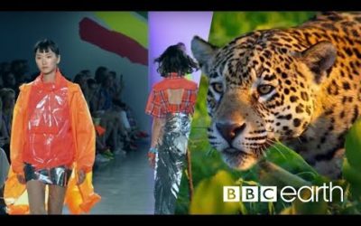 Can Fashion Be Sustainable? | BBC Earth