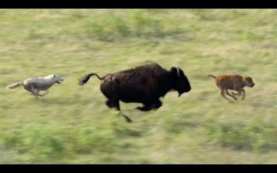 Wolves Hunt Buffalo and Calf | BBC Earth