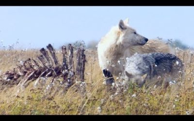 Starving Wolves Go On The Hunt | BBC Earth
