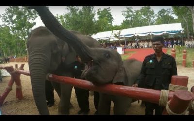Elephants Released into the Wild | BBC Earth