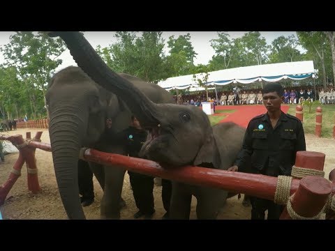 Elephants Released into the Wild | BBC Earth