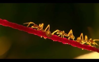 How Ants Are Used For Agriculture in Thailand | BBC Earth