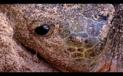 Green Turtle Laying Eggs CAUGHT ON CAMERA | BBC Earth