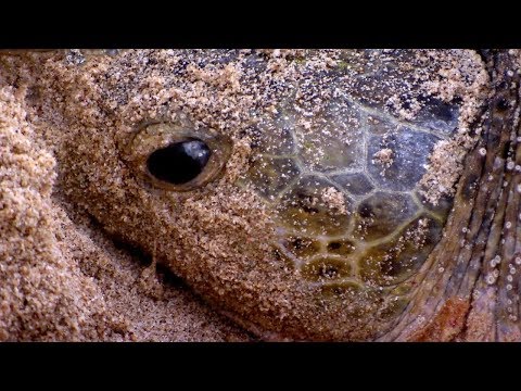 Green Turtle Laying Eggs CAUGHT ON CAMERA | BBC Earth