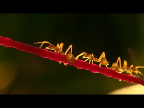 How Ants Are Used For Agriculture in Thailand | BBC Earth