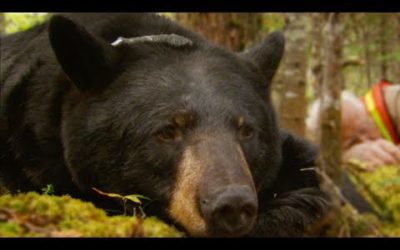 Black Bear Tragically Killed By Hunter | BBC Earth