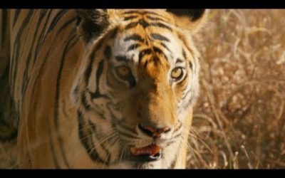 Dynasties: DVD and Blu-Ray Trailer | BBC Earth