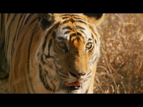 Dynasties: DVD and Blu-Ray Trailer | BBC Earth