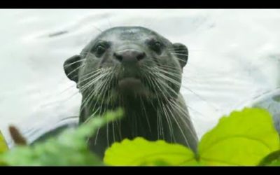The Wild Animals of Singapore | Wild Cities | BBC Earth