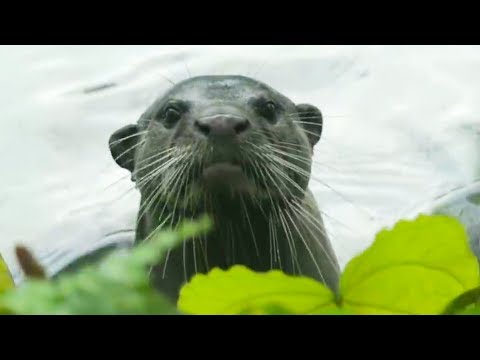The Wild Animals of Singapore | Wild Cities | BBC Earth