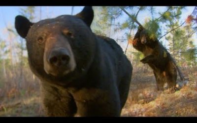 Black Bear Scent Marking | BBC Earth