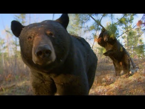 Black Bear Scent Marking | BBC Earth
