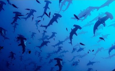 The Complex world of Hammerhead Mating Rituals | BBC Earth