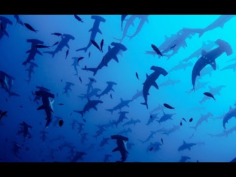 The Complex world of Hammerhead Mating Rituals | BBC Earth