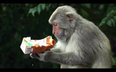 Wild Monkeys Roaming The Streets Hong Kong | BBC Earth