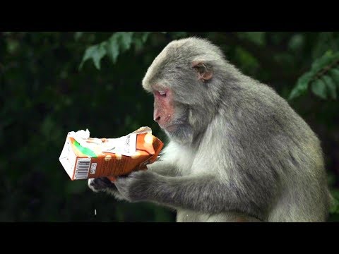 Wild Monkeys Roaming The Streets Hong Kong | BBC Earth