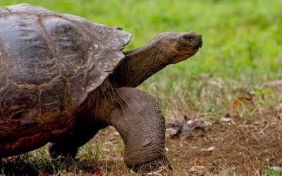 Tracking Giant Galapagos Tortoises | BBC Earth