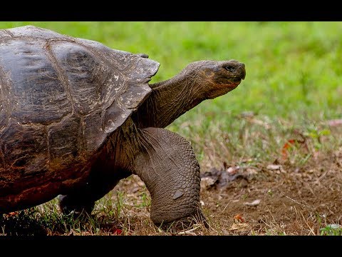 Tracking Giant Galapagos Tortoises | BBC Earth