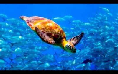 What is Blue Planet LIVE? | BBC Earth