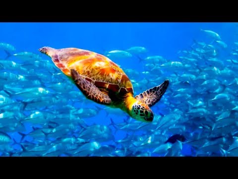 What is Blue Planet LIVE? | BBC Earth