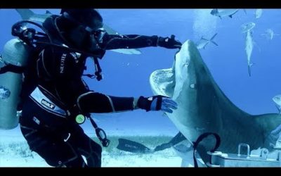 Sharks in the Bahamas | Blue Planet Live | BBC Earth
