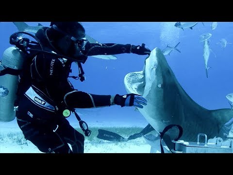 Sharks in the Bahamas | Blue Planet Live | BBC Earth