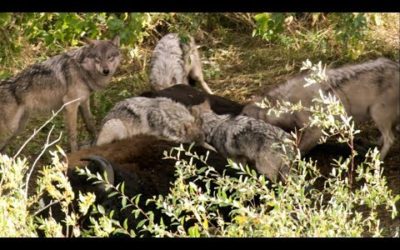 Wolves’ Strategic Buffalo Hunting | BBC Earth