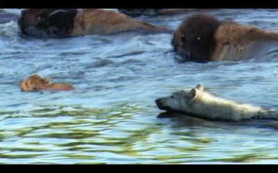 Buffalo Protects Calf From a Wolf | BBC Earth