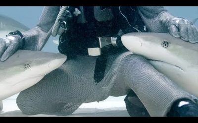 Petting Sharks like Dogs?! | Blue Planet Live | BBC Earth